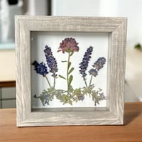 Image 4 of Plum Chrysanthemum, Veronica, Lavender And Catmint Wildflowers In 6" X 6" Shadow Box (Item# 202206S)