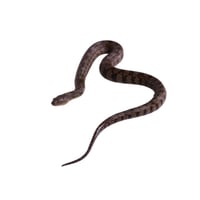 Diamondback Water Snake 