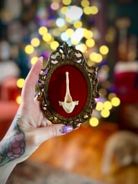 Image 1 of Framed Coyote Vertebrae #2