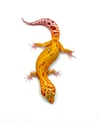 Giant Tangerine (Tremper) H- 16