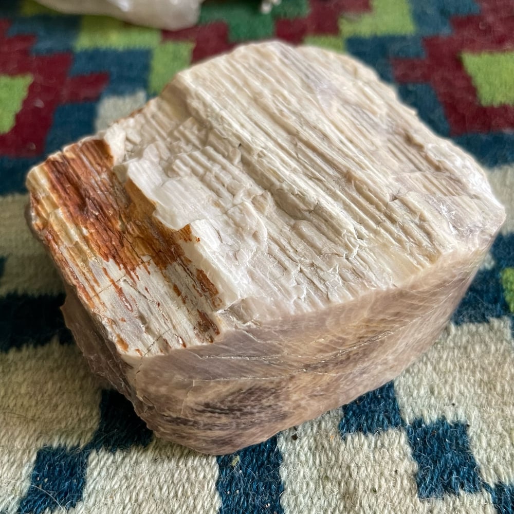 Face Polished Opalized Wood Specimen