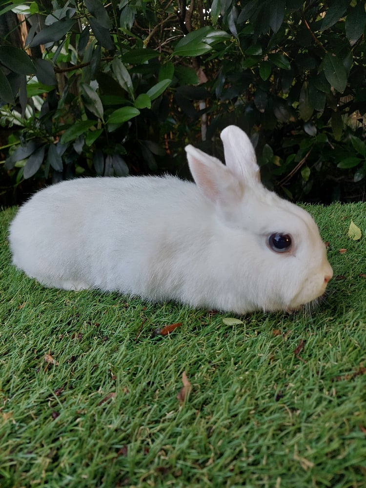 Image of Princess (F)