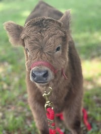 Image 8 of Boo At The Zoo, horse rides, pumpkin painting, hay rides, MORE!