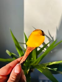 Image 4 of Mango Seamoss