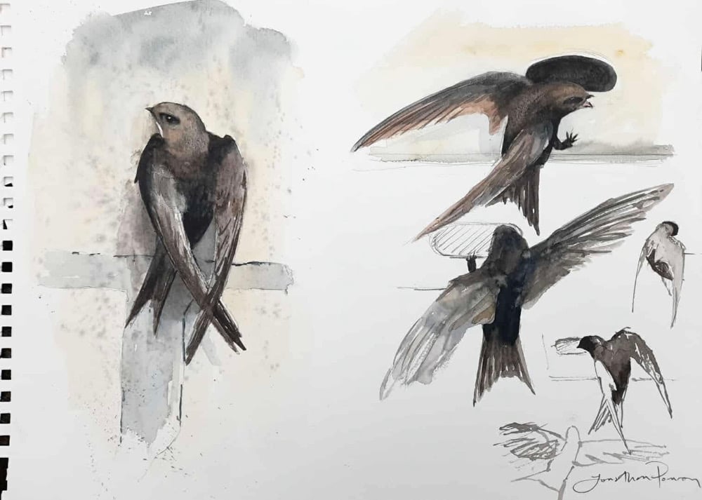Image of Prospecting swifts
