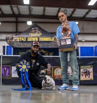 Image 1 of Joe Loomis Stud Fee 