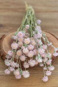 Image 2 of Globe Amaranth Bunch - Pink