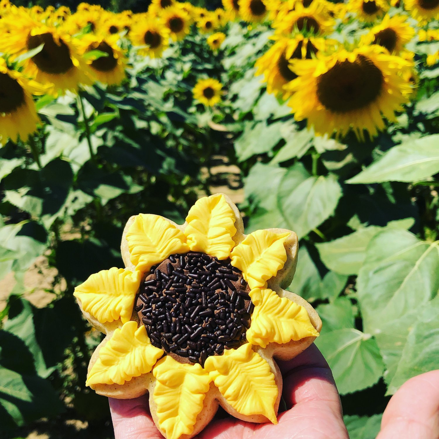 Image of Sunflower Cookie (Vanilla Bean)