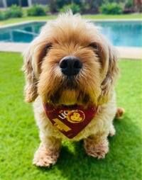 Image 2 of B Lions - Pet Bandana