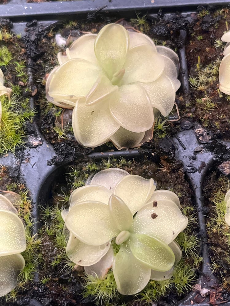 Pinguicula emarginata x 'Weser'