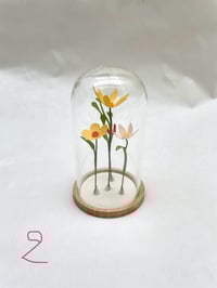 Image 4 of Mini jardin sous cloche, série 1