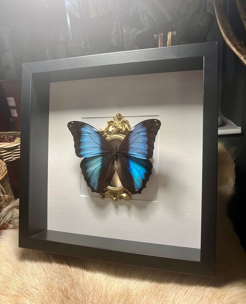 Image of Large Blue Deidamia Morpho Butterfly Ornate Frame 