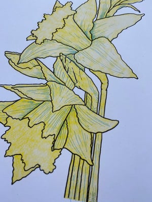 Daffodils 