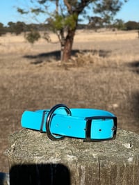 Image 3 of Light Blue - Adult Dog