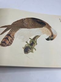 Image 3 of Birds of Edo