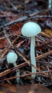 Image 5 of Camp Stories perfume