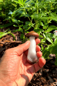 Image 1 of Mushroom spoo 