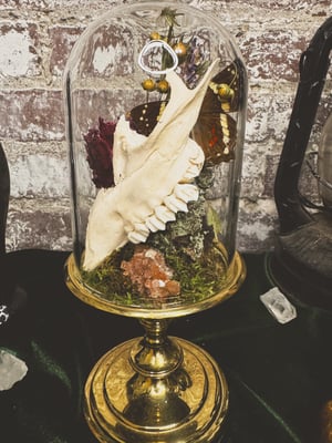 Image of Fawn Skull Mini Cloche