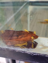 Image 3 of ultra gold