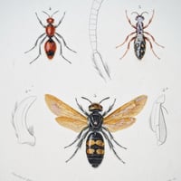 Image 20 of Illustration Ancienne Insectes