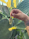 Image of Peruvian Apple Cactus 