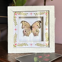 forest mother-of-pearl