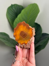 Image 1 of CONDOR AGATE -ARGENTINA- H