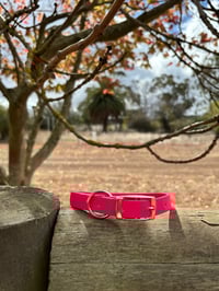 Hot Pink - Small/Puppy