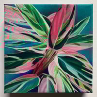Image 1 of “Stromanthe Triostar” Original Painting