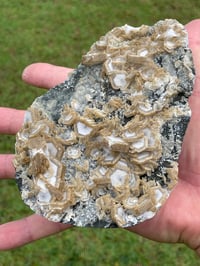 Image 9 of UV Cookie Calcite Specimen #1839