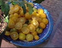 Hydroponic Yellow Micro Dwarf Sweet Tomato 