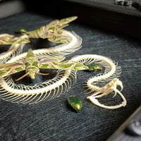 Image 3 of Viper Skeleton With Oleander Hawkmoths