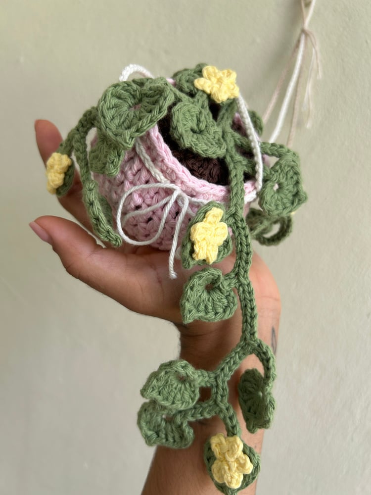 Image of ✧Hanging Primrose Plant