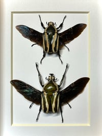 Image 2 of derby’s flower beetle (pair)