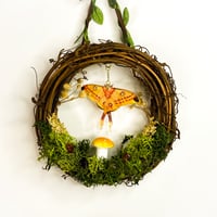 Image 1 of Argema Mittrei Mini Wreath
