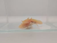 Image 4 of Golden Albino Juvenile Axolotl