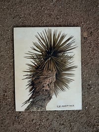 Image 1 of Joshua Tree Study 1