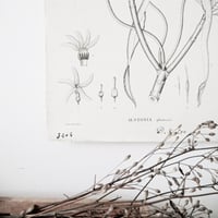 Image 3 of Lot de 2 planches de botanique Alstonia & Argophyllum