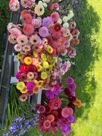 Image 2 of Blooming Bucket - Friday 24th Jan 
