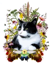 Image 4 of Decals/Stickers