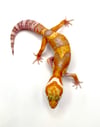 Giant Tangerine (Tremper) H-05
