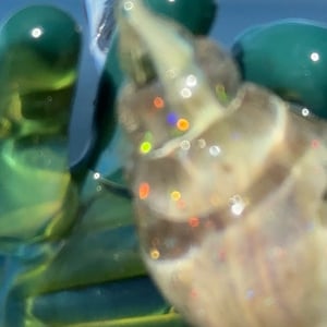 Image of Crushed Opal Jungle Juice Shell Pincher