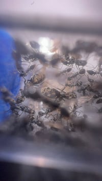 Image 4 of Iridomyrmex anceps 