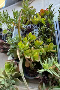 Image 2 of mixed pot 4-10 plants 