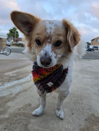 Image 4 of Amigo Vibes Bandana