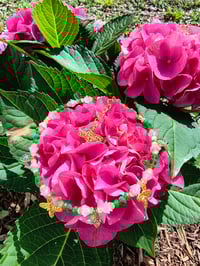 Image 4 of Bee-You-Tea-Full