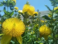 Image 5 of St johns Wort