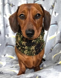 Image 1 of Camouflage Neckwarmer in Stock