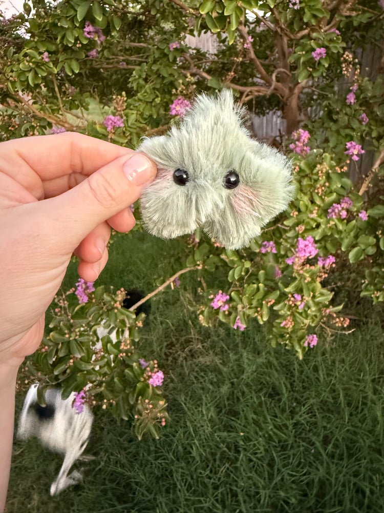 Image of Tiny star fluffy sage