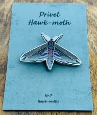 Privet Hawk-moth - No.7 - Hawk-moth Series